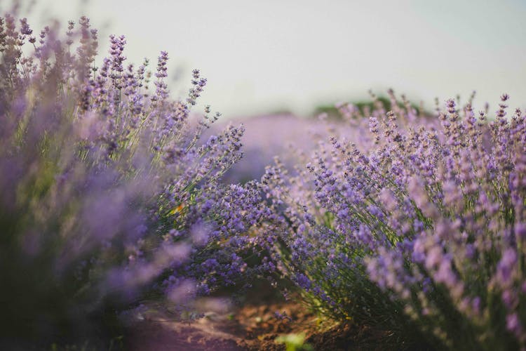 Purple Flower Field