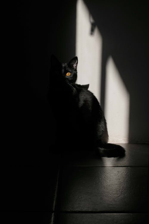 Bezpłatne Darmowe zdjęcie z galerii z betonowa ściana, cień, czarny kot Zdjęcie z galerii