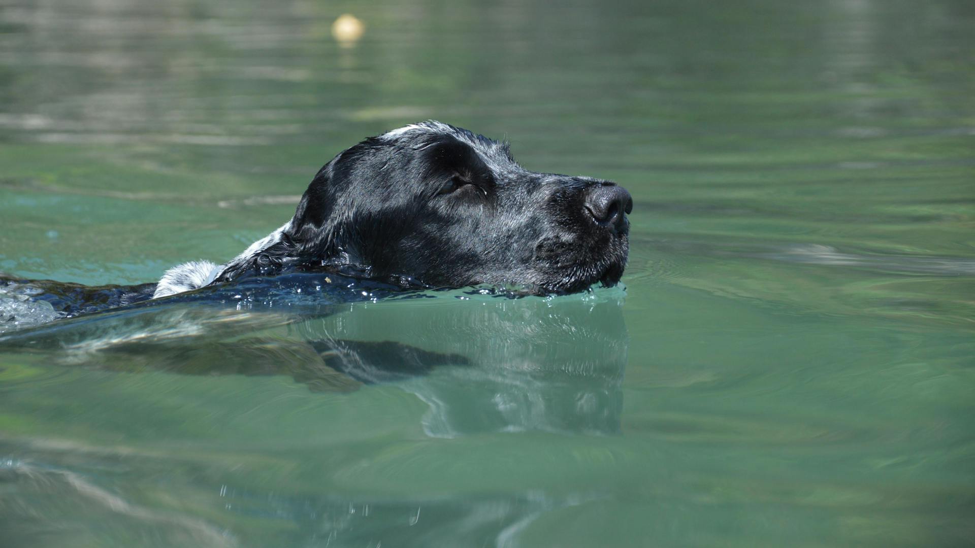 Dog while Swimming