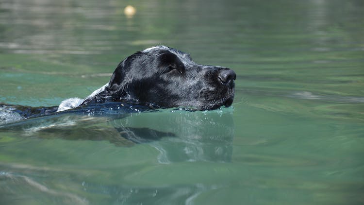 Dog While Swimming