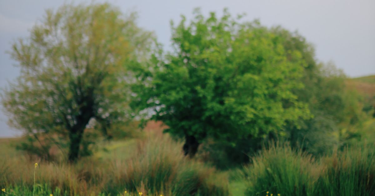 Deep Rural Area Trees Green Field and Trees in a Rural Area · Free Stock Photo