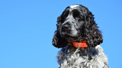 Close Up Photo of a Dog