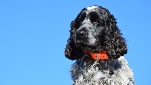 Free A close-up portrait of a black and white English Cocker Spaniel against a clear blue sky. Stock Photo