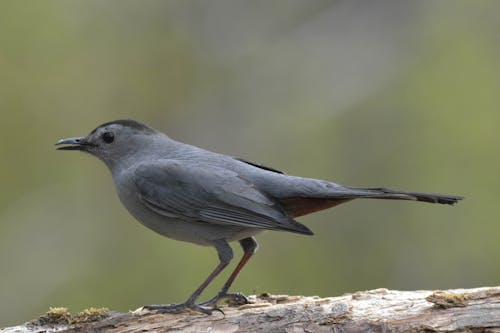 Close Up Photo of Gray Bird