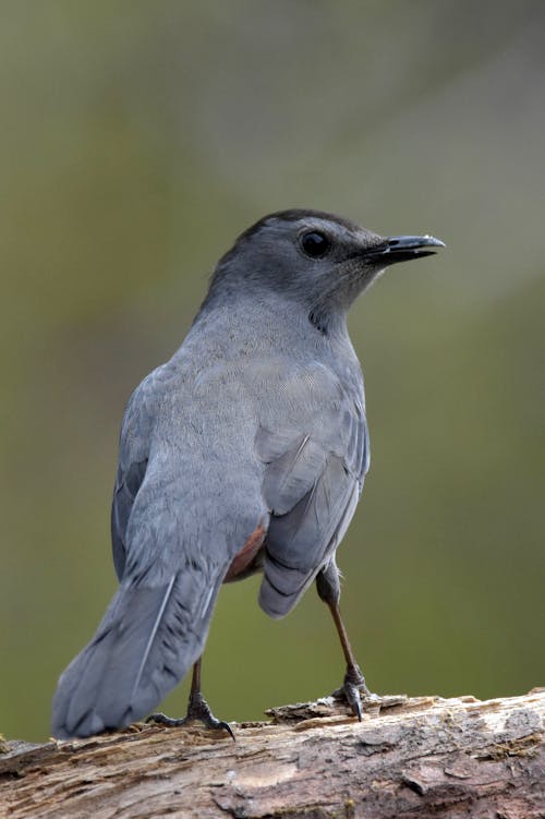 A Grey Catbird Perched on Log