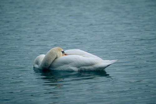 Close Up Photo of Swan on Body of Water