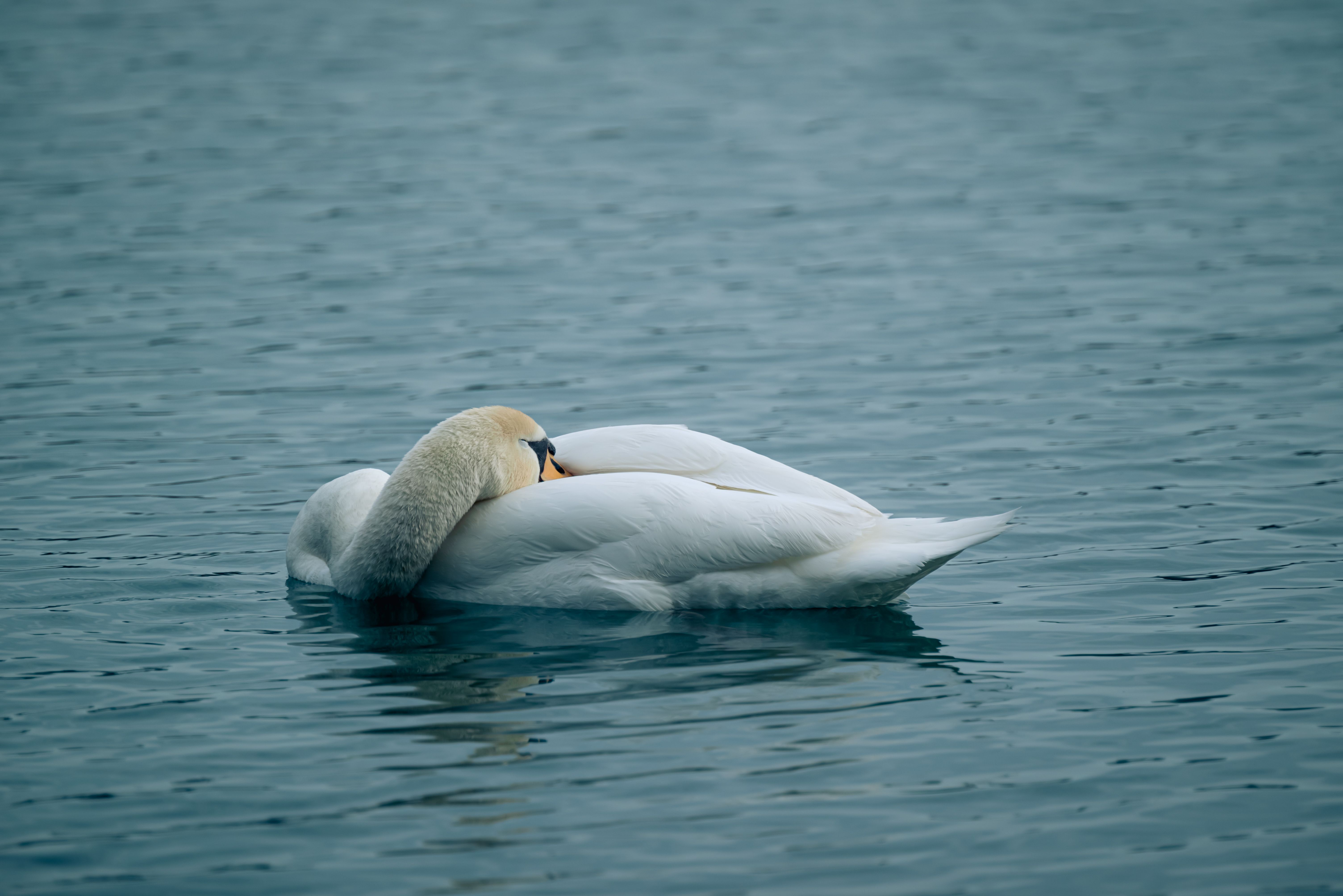 Swan on Body of Water · Free Stock Photo