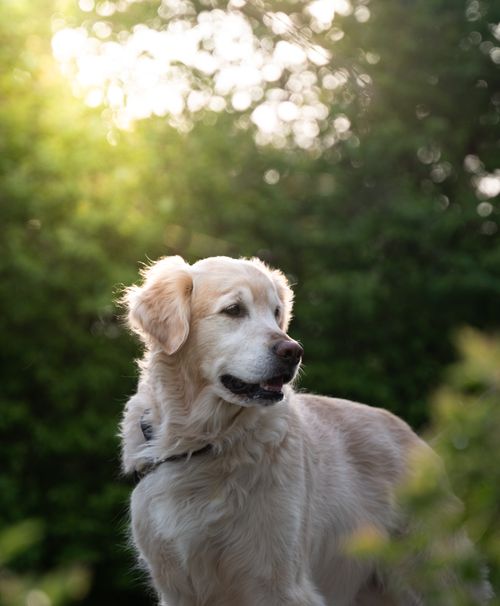 Free Beautiful Golden Retriever enjoying sunlight in lush green surroundings. Stock Photo