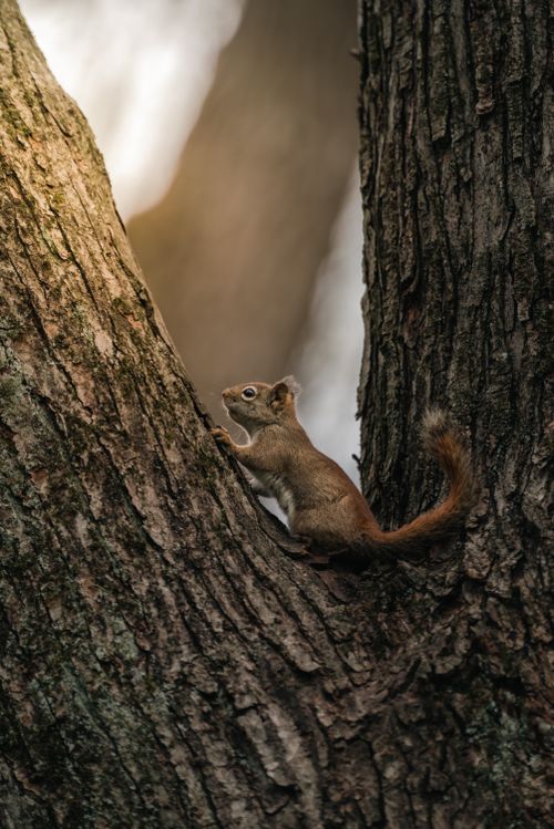 Free Close-up of a squirrel climbing a tree showcasing wildlife behavior and natural habitat. Stock Photo