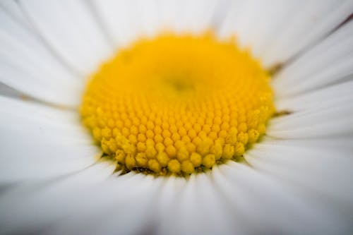 Foto profissional grátis de flor, flor amarela, flor branca