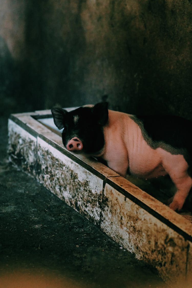 Pig In A Barn 