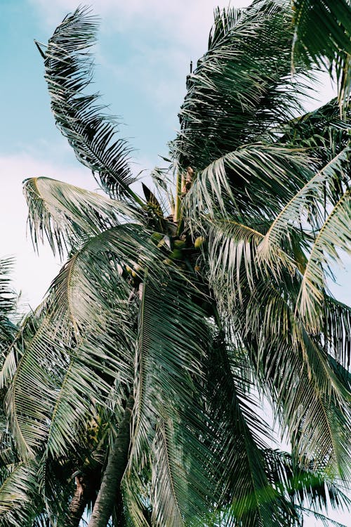 Gratis arkivbilde med grønne blader, kokosnøttre, nærbilde