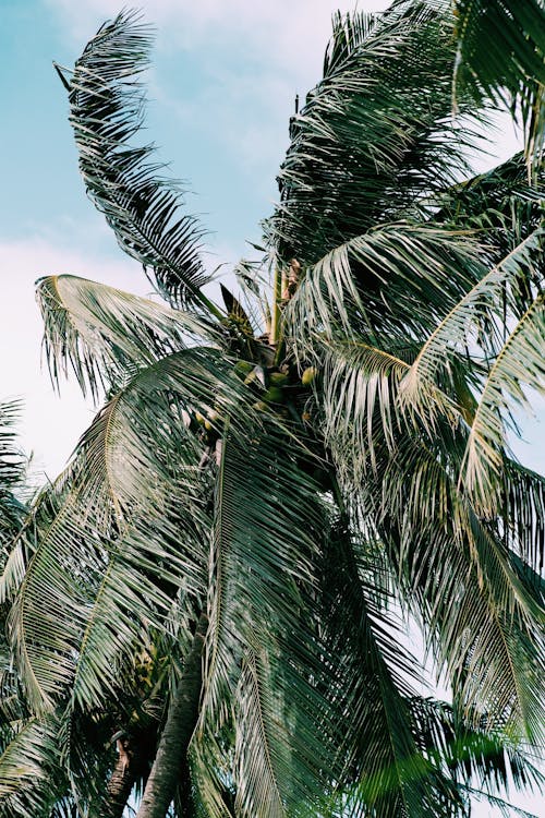 Foto d'estoc gratuïta de coco, fulles verdes, primer pla