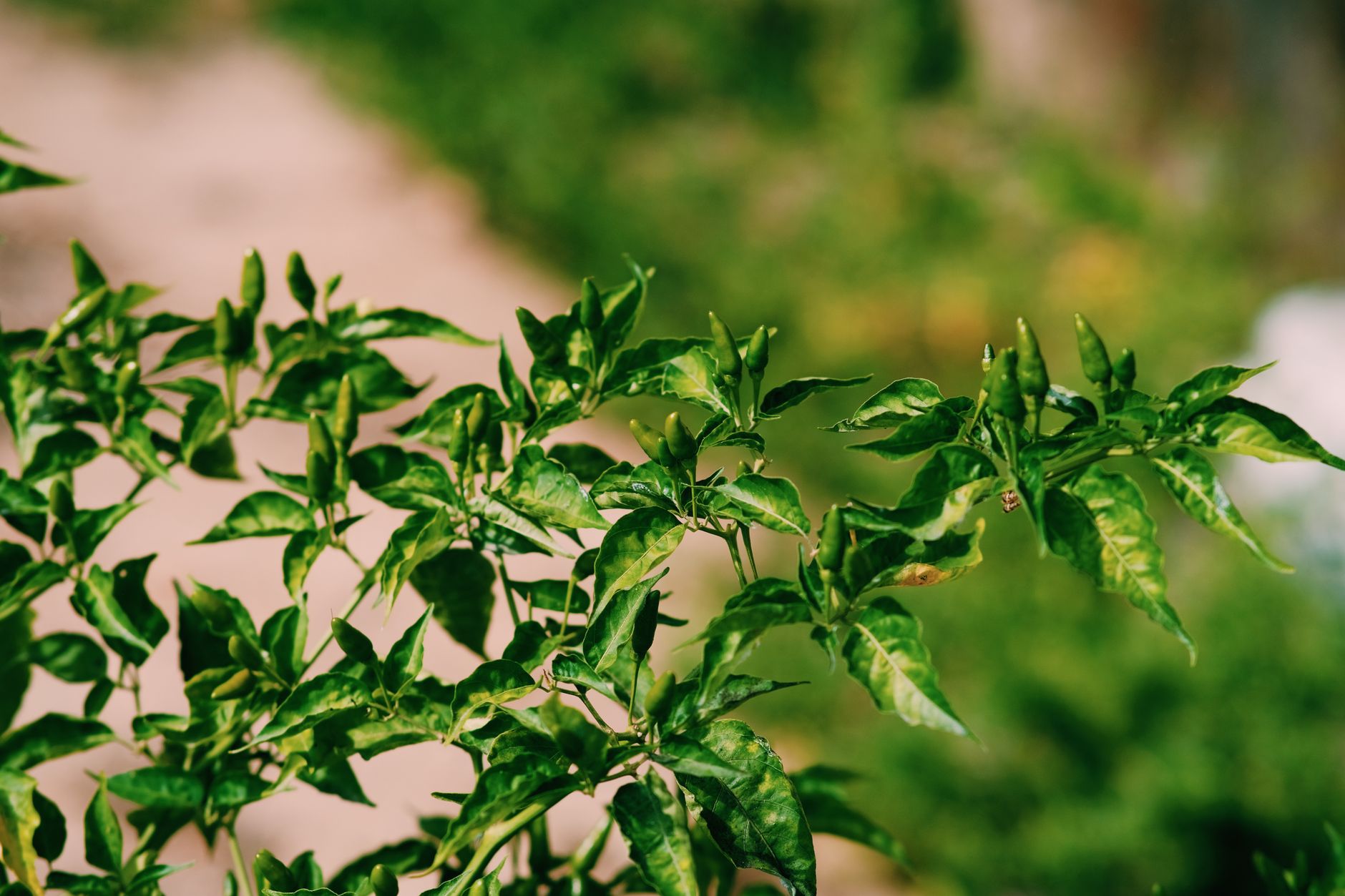 stunted pepper plant cold damage