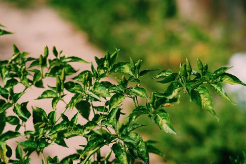 Free Close-up of fresh green chili pepper plant with lush leaves in natural setting. Stock Photo