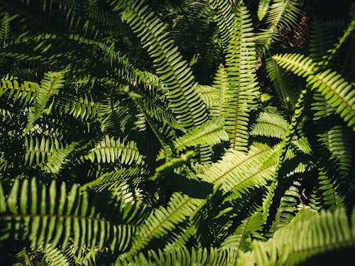 Fern Plants in Close Up Photography