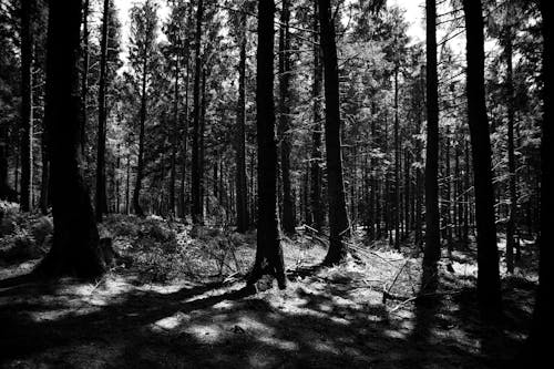 Imagine de stoc gratuită din arbori, cer, mama natură