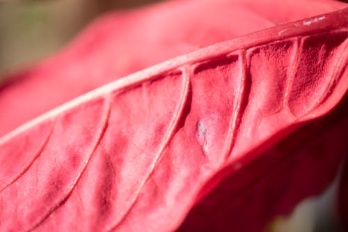 Foto profissional grátis de folha vermelha, folhagem, verão