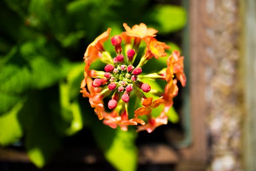 Foto profissional grátis de bonita, botões de flores, flor