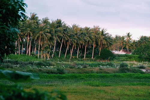 Gratis stockfoto met grasland, kokospalmen, landelijk
