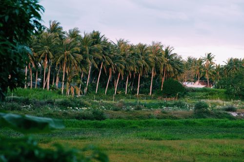 Free A scenic view of a rural field lined with coconut trees under a soft pastel sky. Stock Photo