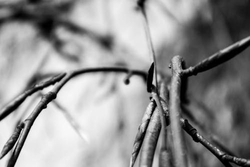 Free stock photo of branch, branches, gloomy Stock Photo