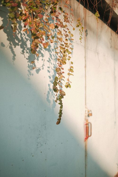 Free Vines casting shadows on a sunlit wall with a rustic door handle in view. Stock Photo