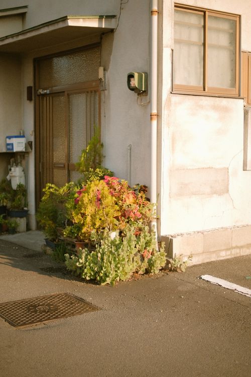 Free Charming urban home exterior with a vibrant front garden, capturing morning light. Stock Photo