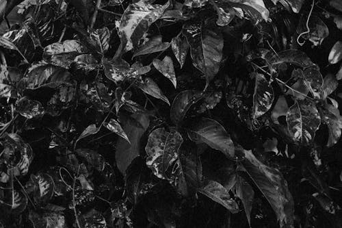 그레이 스케일 사진, 나뭇잎, 블랙 앤 화이트의 무료 스톡 사진