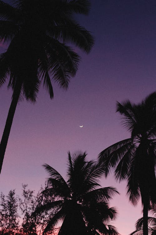 A Crescent Moon Across the Purple Sky 