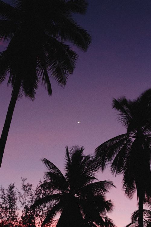 Free Crescent moon over palm tree silhouettes against a purple twilight sky, creating a tranquil scene. Stock Photo