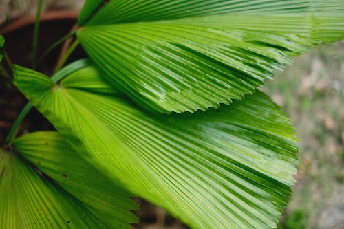 Palm Leaves in Close Up Photography