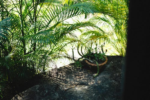 Potted Plant on the Ground Near Areca Palm