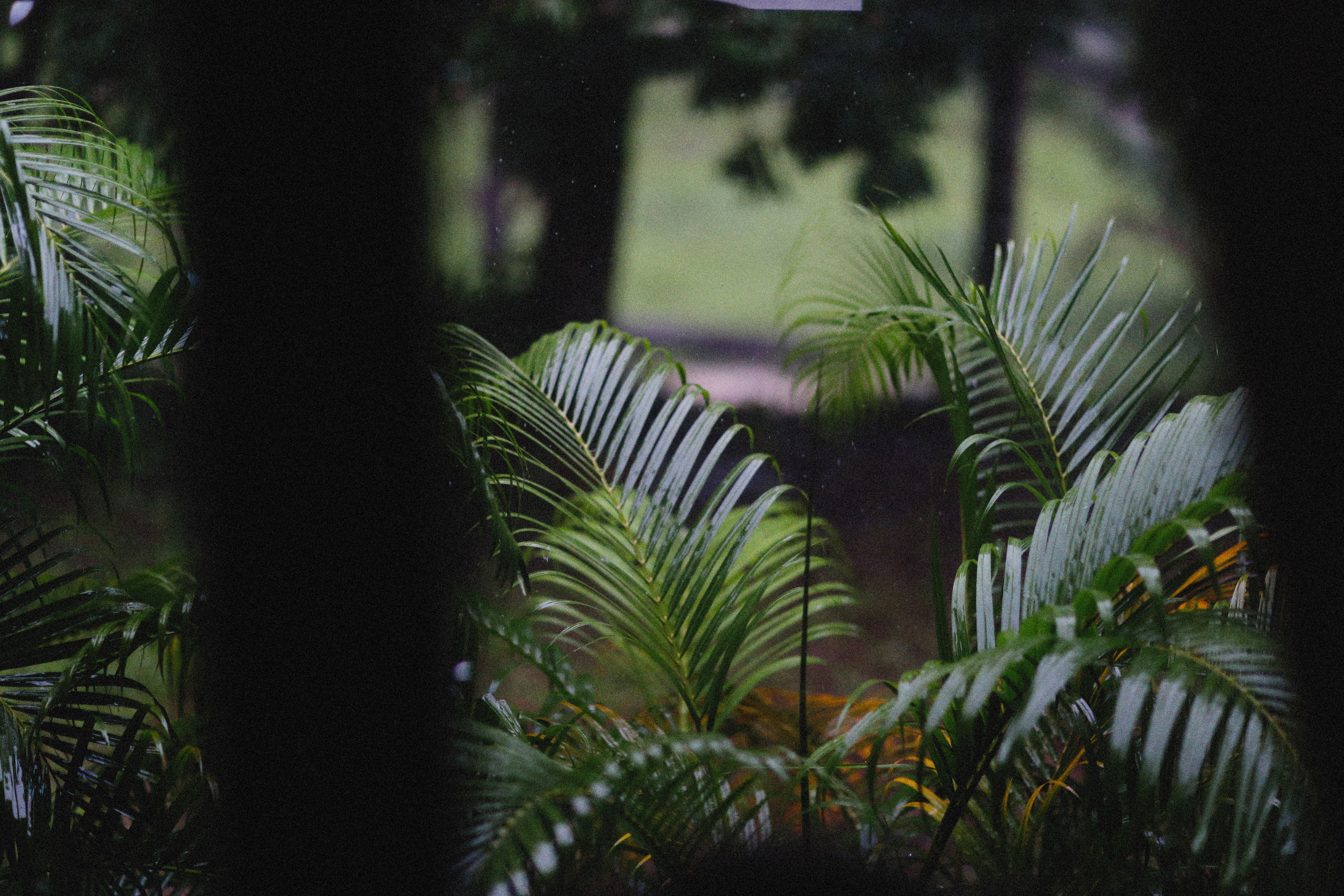 Areca Palm in Close-up Photography · Free Stock Photo