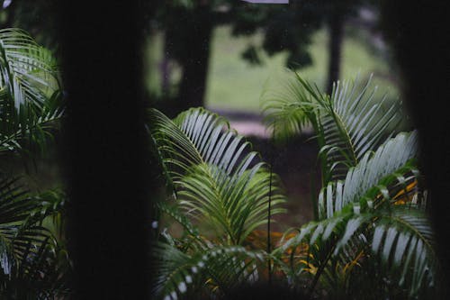 Gratis lagerfoto af areca palm, bambus palme, Grøn plante