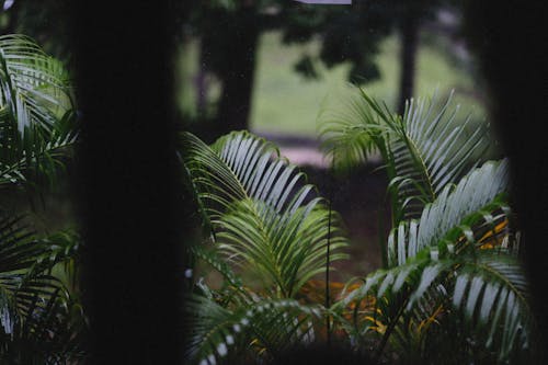 Areca Palm in Close-up Photography