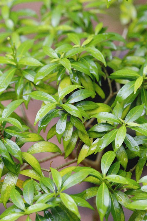 Close Up Photo of Plant with Green Leaves