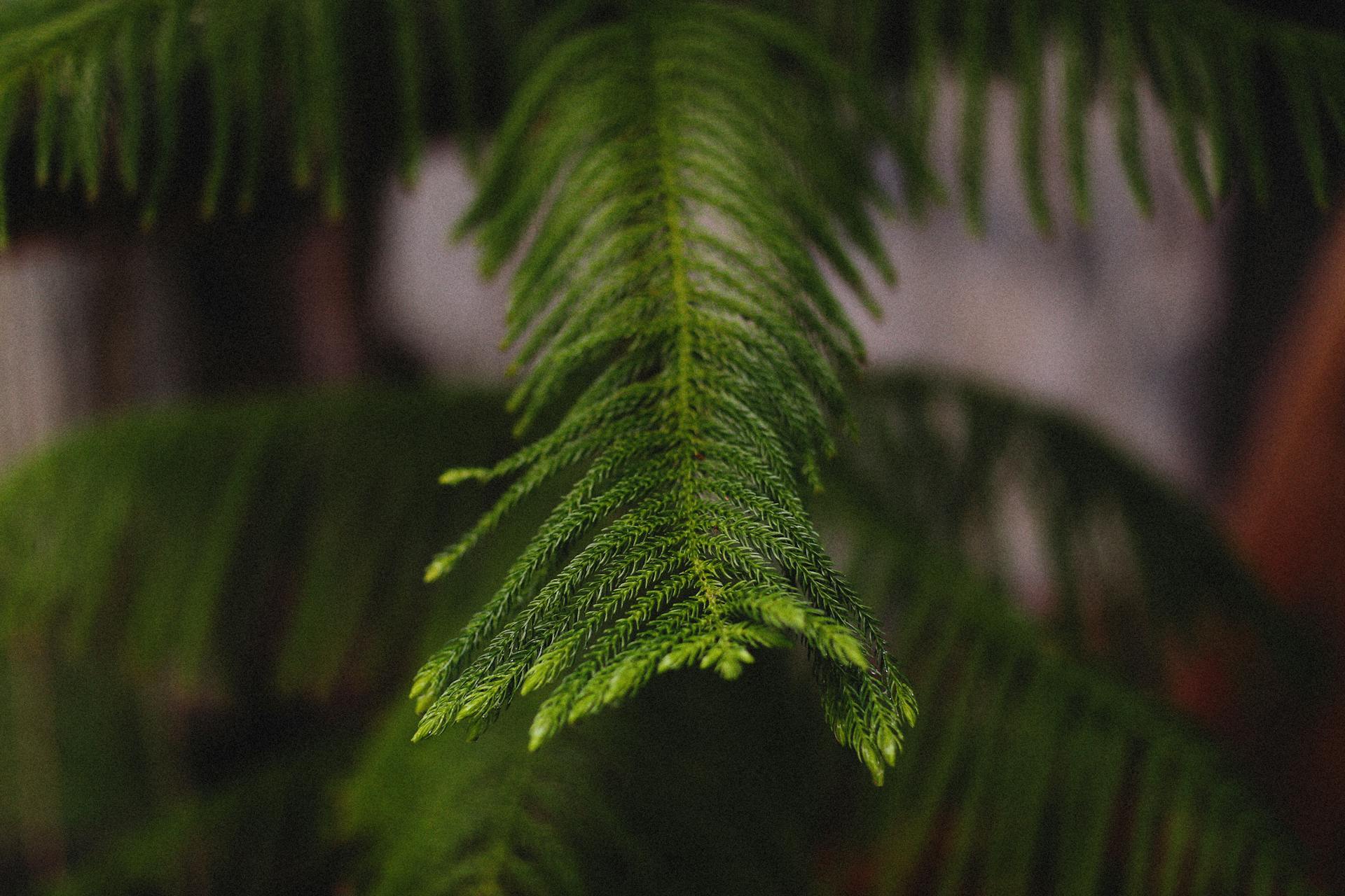 Norfolk Island Palm in Close-up Photography