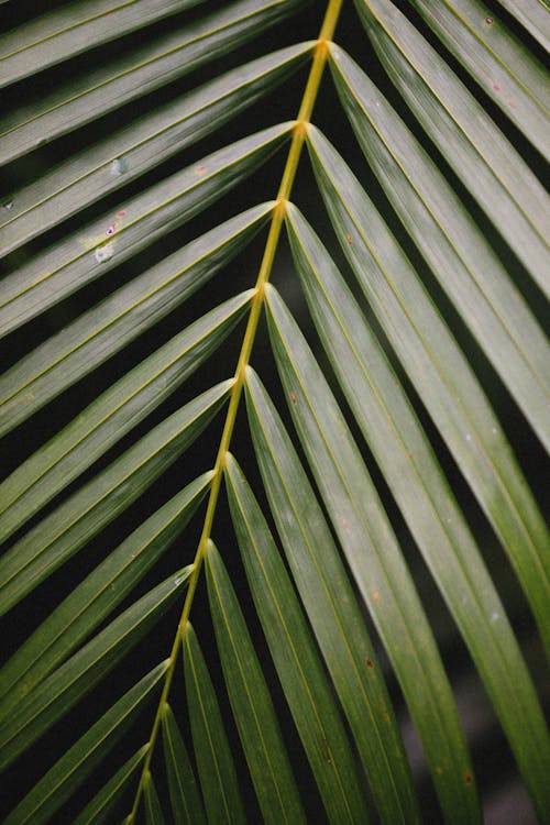 シュロの葉, パターン, 垂直ショットの無料の写真素材