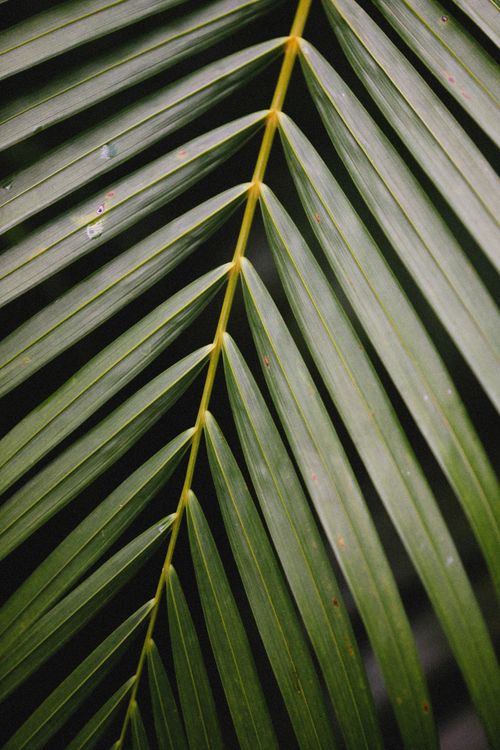 Free A detailed close-up view of a lush green palm leaf with geometric patterns. Stock Photo