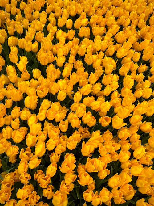 Бесплатное стоковое фото с вертикальный выстрел, желтые тюльпаны, поле цветов