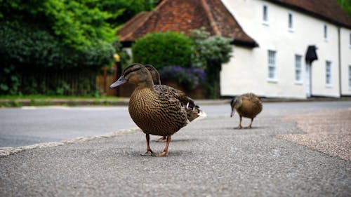 3 Brown Duck on a Grey Concrete Floor