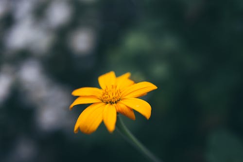 Gratis arkivbilde med blomsterfotografering, flora, gul blomst