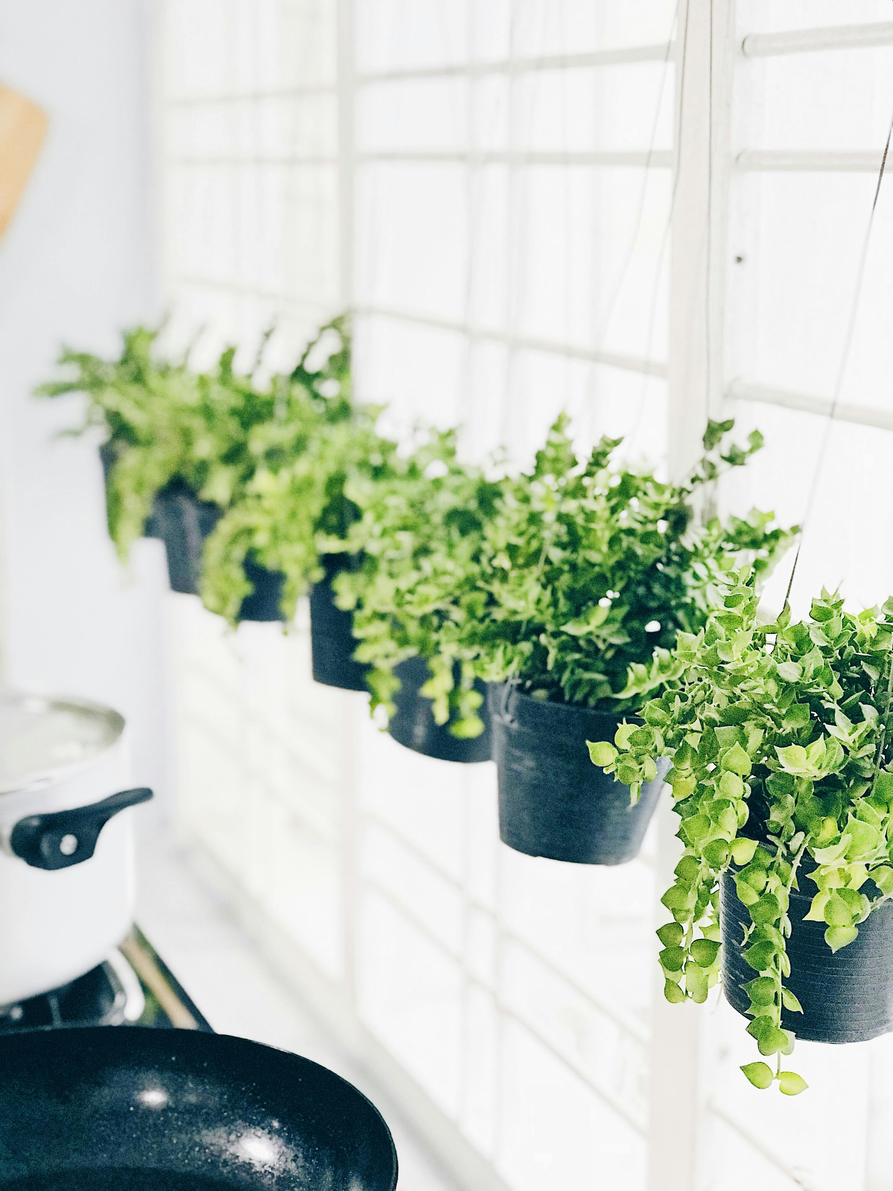 Bright and airy kitchen with hanging green plants in black pots by the window.