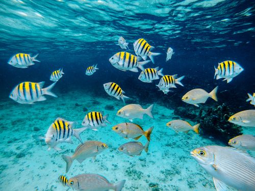 Free Vibrant tropical fish swimming in the clear, blue waters of Colombia's Caribbean Sea. Stock Photo