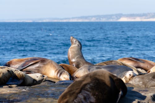 一只海豹坐起来晒太阳，而其他海豹则在睡觉
