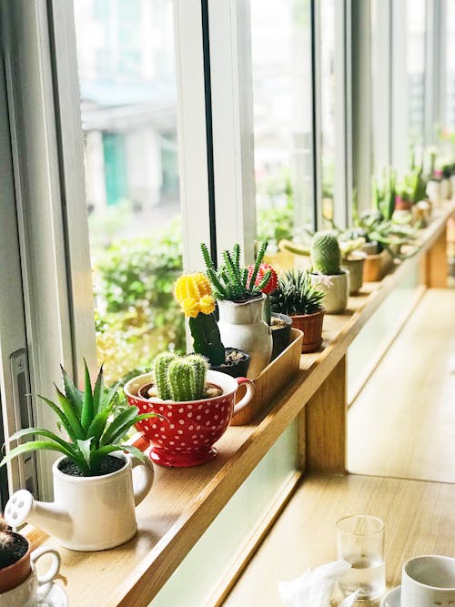 Green Cacti in Pots Near Window