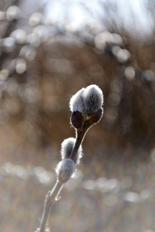 Free White Dandelion in Close Up Photography Stock Photo