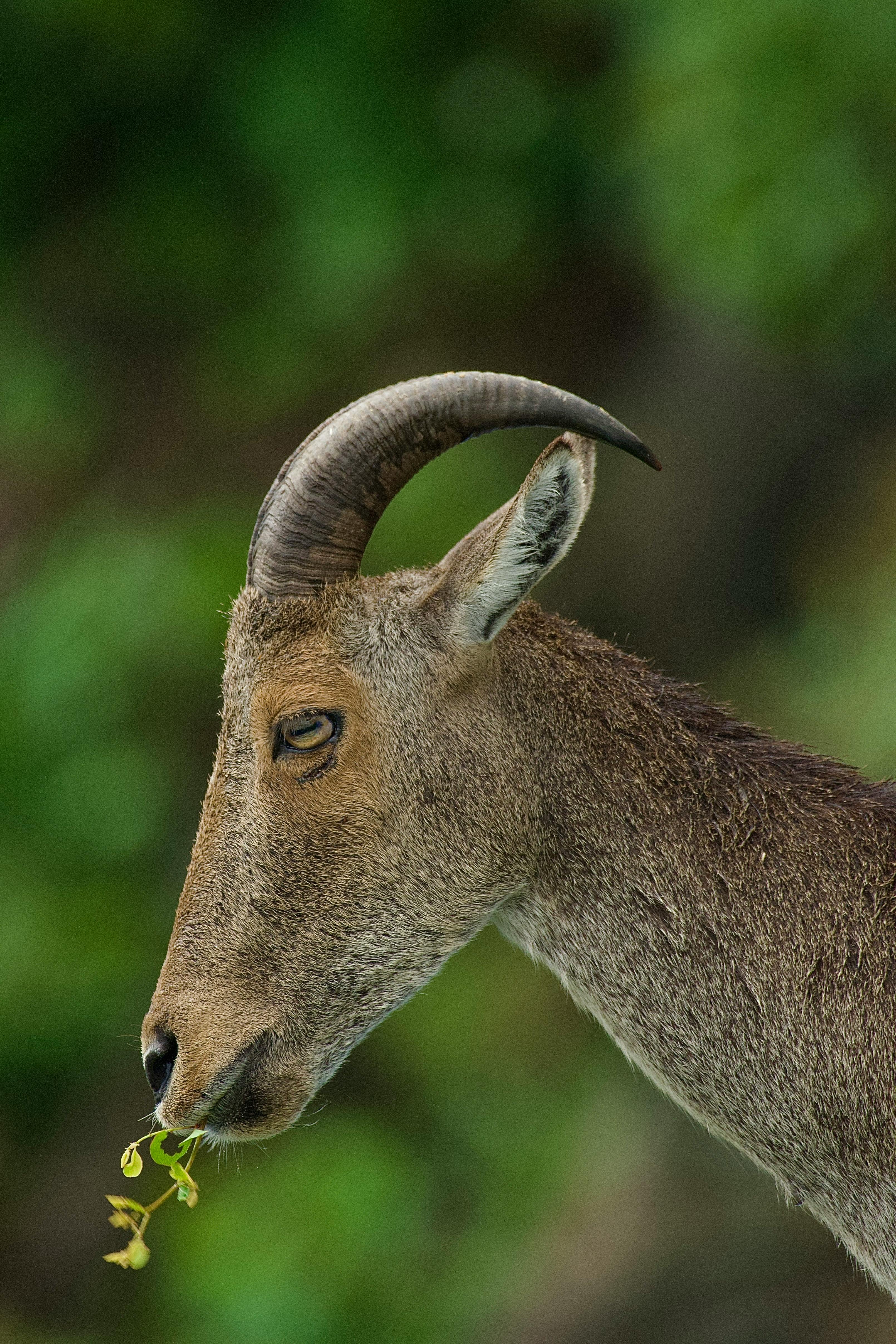 grátis Foto profissional grátis de alimentação, animais selvagens, animal Foto profissional