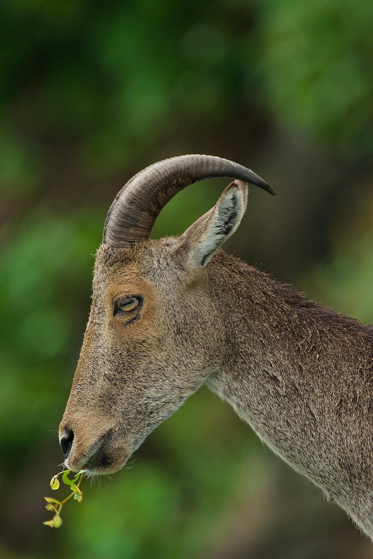 Nilgiri Tahr Eating Plant